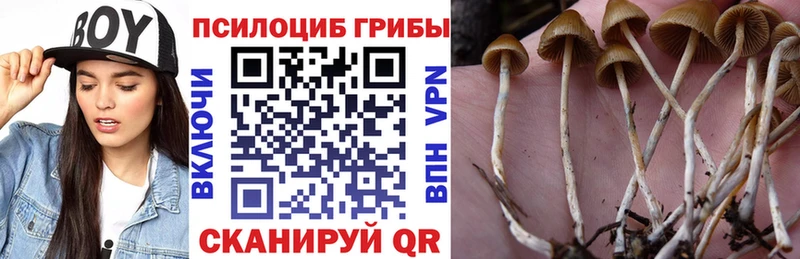 Псилоцибиновые грибы Psilocybine cubensis  Купить закладки  Орлов 